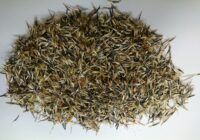 マリーゴールド　種