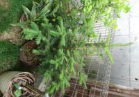 夏のクリスマスツリー