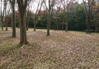 富岡総合公園 ケヤキ広場