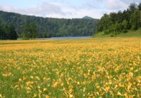 尾瀬沼　ニッコウキスゲ