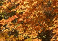 横浜自然観察の森