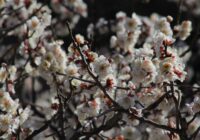 金沢自然公園　うきうき林　梅