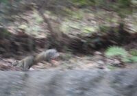 富岡総合公園 ケヤキ広場 リス