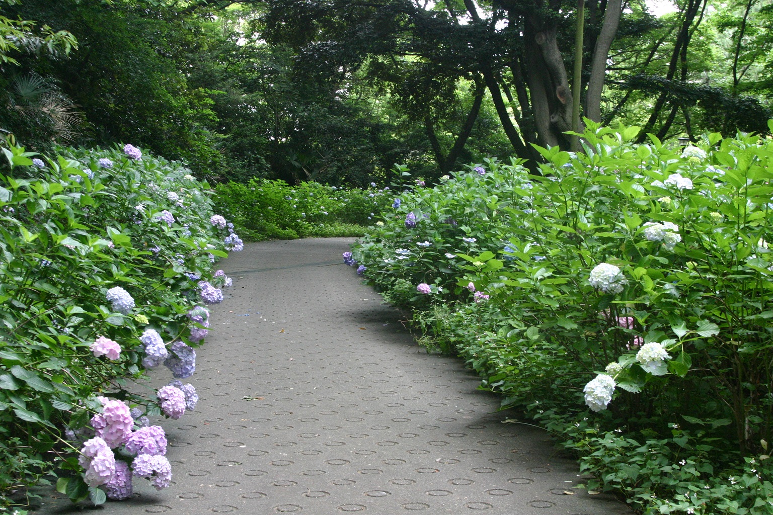 富岡総合公園 アジサイ