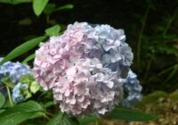 富岡総合公園　アジサイ