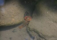 富岡総合公園　ザリガニ