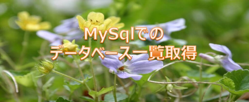 MySqlにてデータベース一覧取得