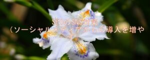 SEOのSNS対策(ソーシャルメディアからの導入を増やす) SEOのSNS対策(ソーシャルメディアからの導入を増やす)
